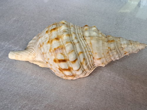 Charonia tritonis oceano - cm,