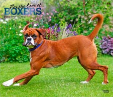 Per l'amore dei boxer |