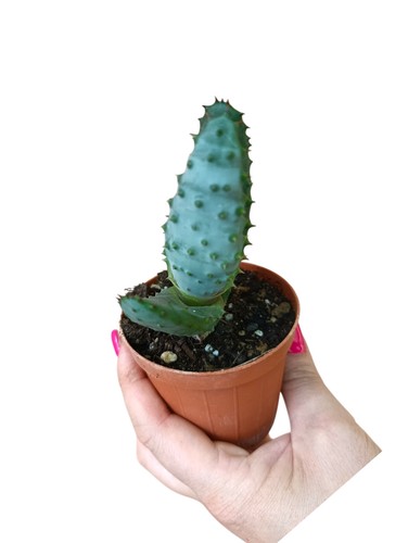 Aloe aculeata pianta grassa - , da