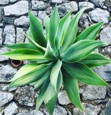 Agave attenuata seeds - agave,