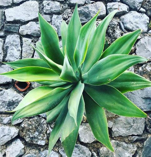 Agave attenuata seeds - seeds,