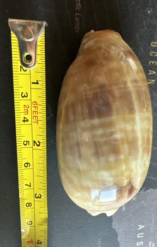 Conchiglia macrocyprea - conchiglia,