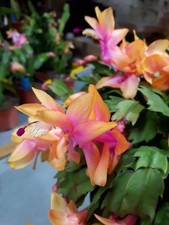 Ibrido Schlumbergera " Fiamma di Natale "