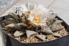 Ariocarpus retusus SB68, radici proprie