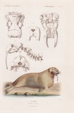 Incisione In Acciaio Di Zanne Di Tricheco Del Morse Cuvier 1849