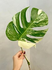 Monstera Albo Borsigiana