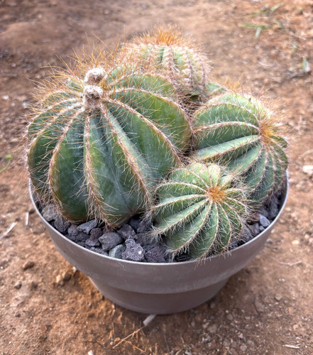 Notocactus warasii pianta da - -,