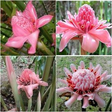 Etlingera elatior Torcia Rosa