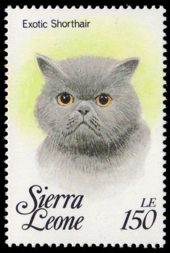 Sierra leone 1644l - leone, gatti