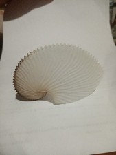 Argonauta Argo (Paper