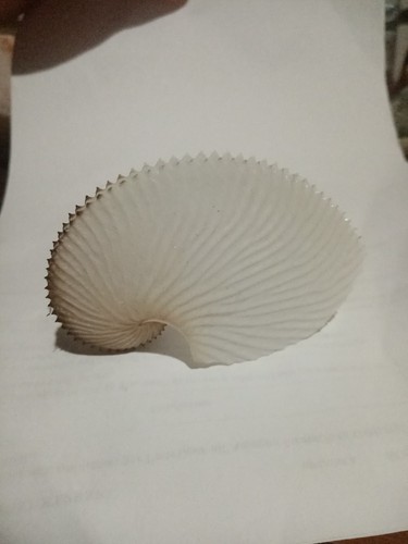 Argonauta argo paper - argonauta, (paper