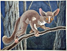 Galago Gigante Maki Lemuri