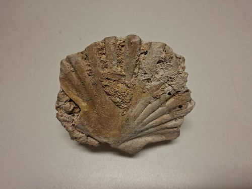 Conchiglia fossile tipo