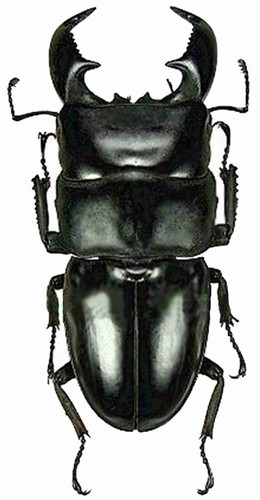 Dorcus titanus yasuokai cervo - dorcus,