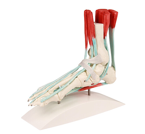 Scheletro per piedi con fasce