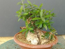 Bonsai Olivastro 23x20cm In