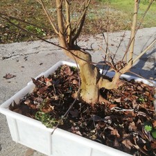 Bonsai Acer Buergerianum