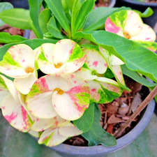 Corona di Spine Pianta