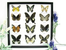 12 farfalle vere, imbottite