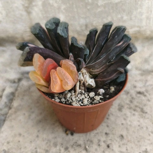 Haworthia truncata variegated - truncata,