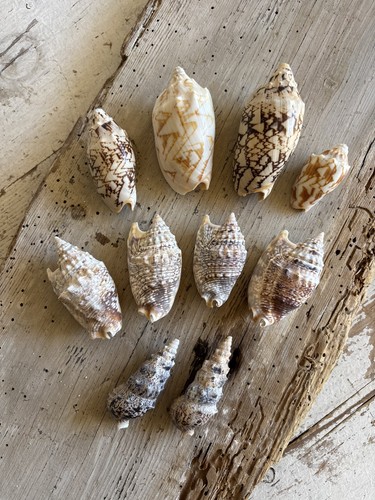 Lotto molluschi marini genere - molluschi,