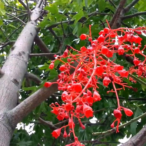 Brachychiton acerifolius 10 - -,