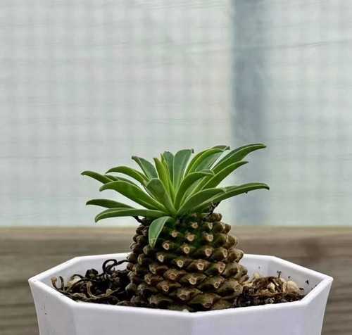 3cm euphorbia bupleurifolia - 3cm,