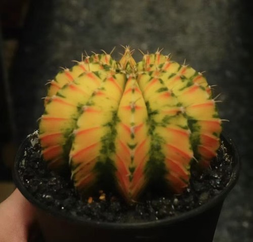 Cm gymnocalycium - cm,