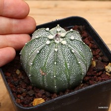 Astrophytum superkabuto Vaso 8