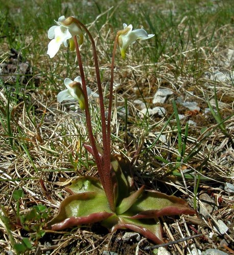 Pinguicula alpina pianta - -,