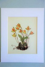 Quadro ORCHIDEA OPACA 11x14 originale d'epoca Kaplicka stampa LYCASTE AROMATICA