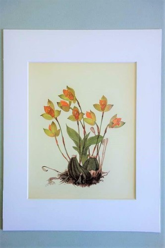 Quadro orchidea opaca 11x14 - quadro,