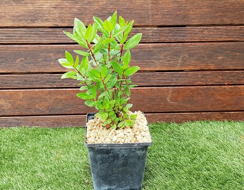 Metrosideros excelsus plant - "excelsus",,