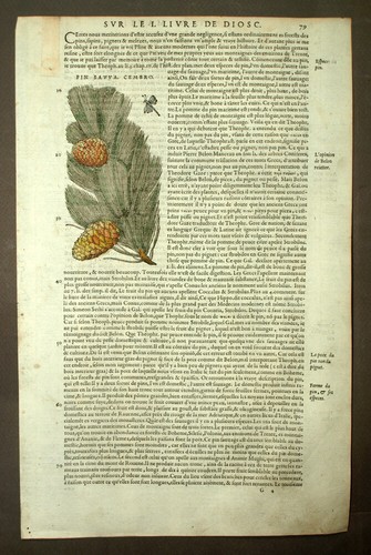 Pino cembro delle alpi o - cembro,