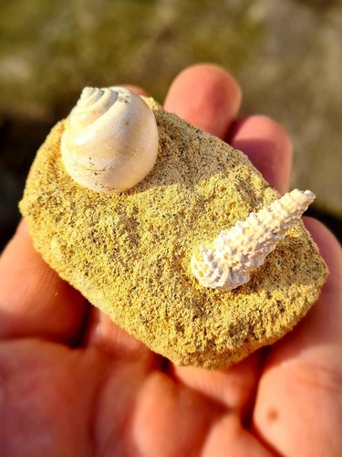 Turritella fossil - sp.,