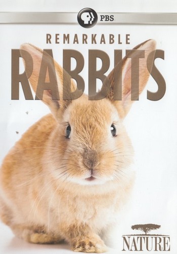 Remarkable rabbits dvd - rabbits,