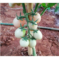 POMODORO UOVO ROSA DALLA THAILANDIA, 25 SEMI + OMAGGIO