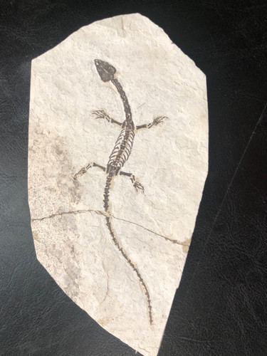 ANFIBIO-NOTHOSAURIA-Drago