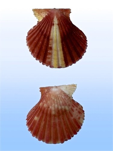 Pectinidae cryptopecten - pectinidae,,