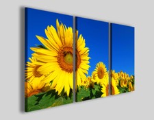 Quadri girasoli Sunflower