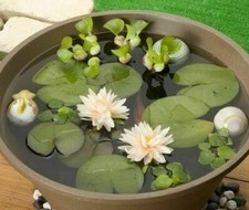 NYMPHAEA AMPLA WHITE - NINFEA