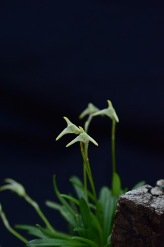 Orchidea masdevallia minuta - orchidea,