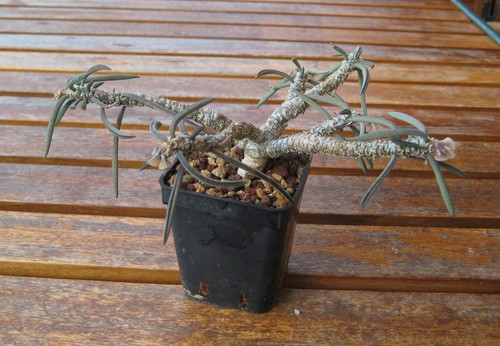 Euphorbia cylindrifolia