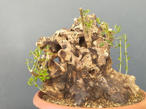 Bonsai olivastro 30x30cm - bonsai,