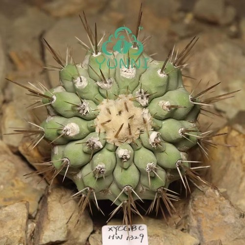 Vendita raro cactus - 7,3,