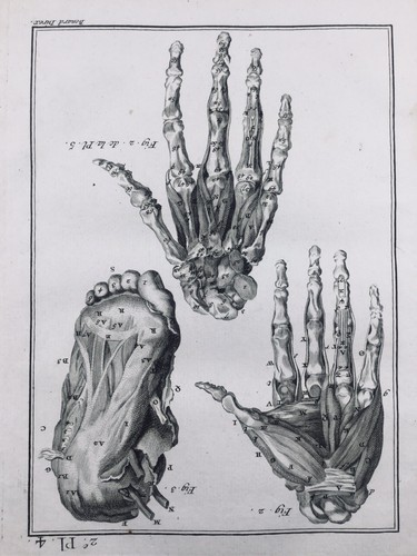 Anatomia mano piede - piede, 1779