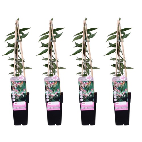 Lonicera henryi caprifoglio - , 3