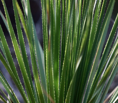 Dasylirion texanum 100cm - texanum, 80-100cm