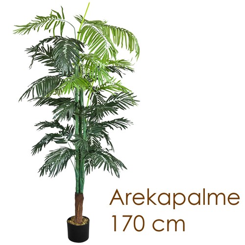 Palma - , arekapalma