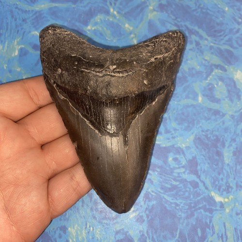 Megalodonte dente squalo - dente,
